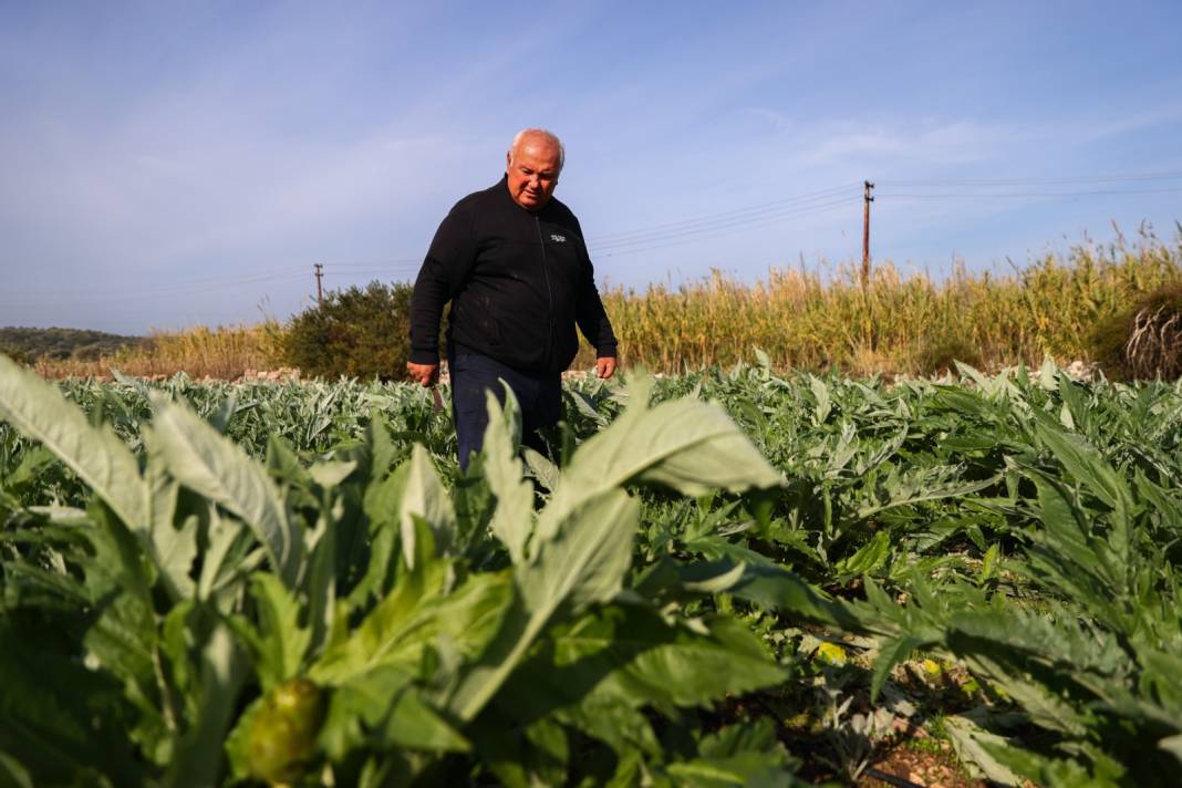 Bebek mamalarına ekleniyor. Bu yıl 10 bin tondan fazlası İzmir'den geldi 6